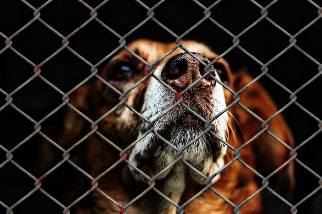 animal welfare, dog, locked-1116203.jpg