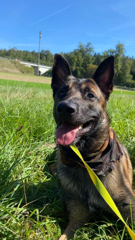 wotans-tierhilfe - max