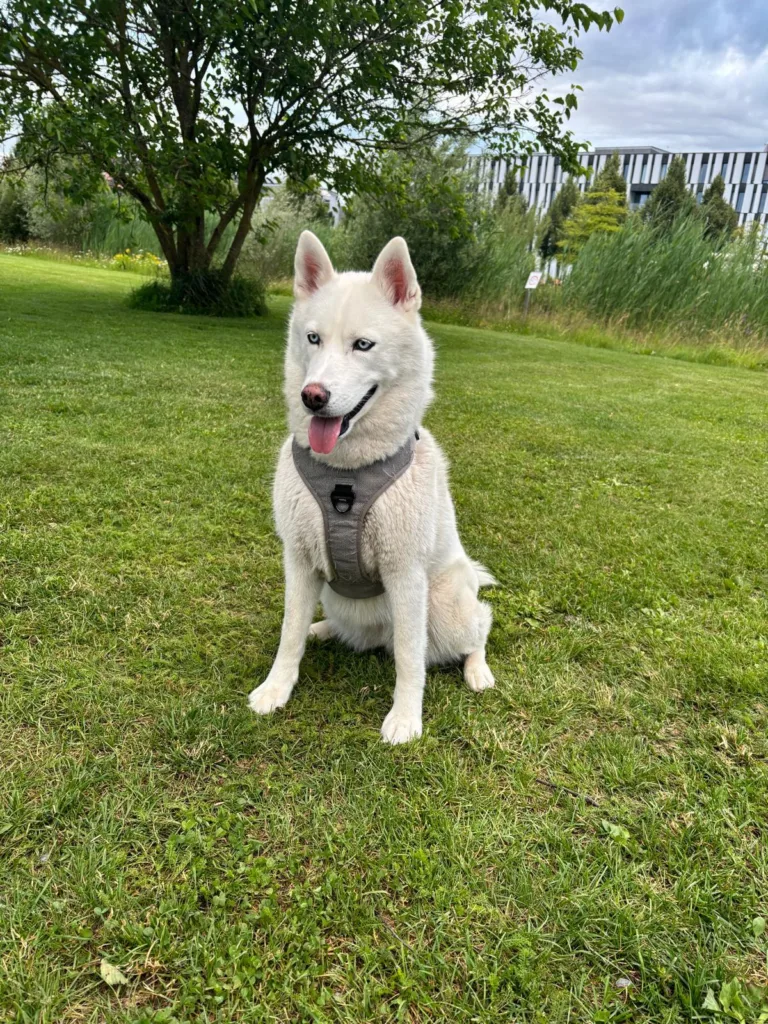 Wotans Tierhilfe - Ayka