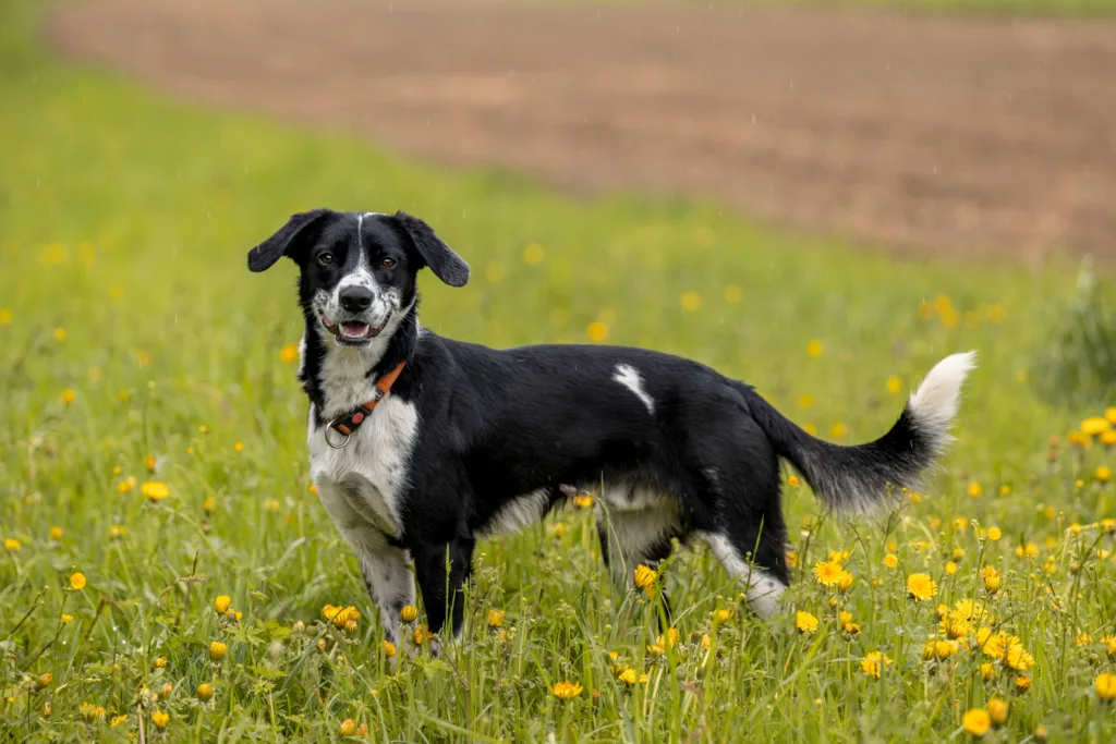 wotans-tierhilfe-merlin